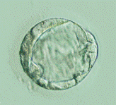 SCNT 3 thumbnail image